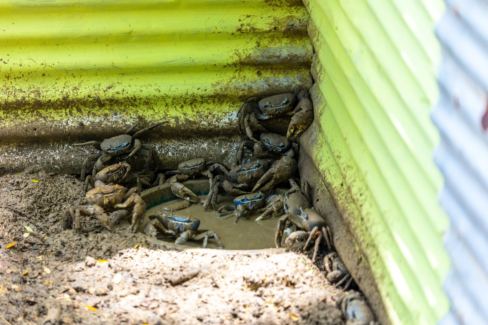 These crabs enjoy the shade at the newly established Tobago Crab Farm located at the Buccoo Historical Park on Orange Grove Road.