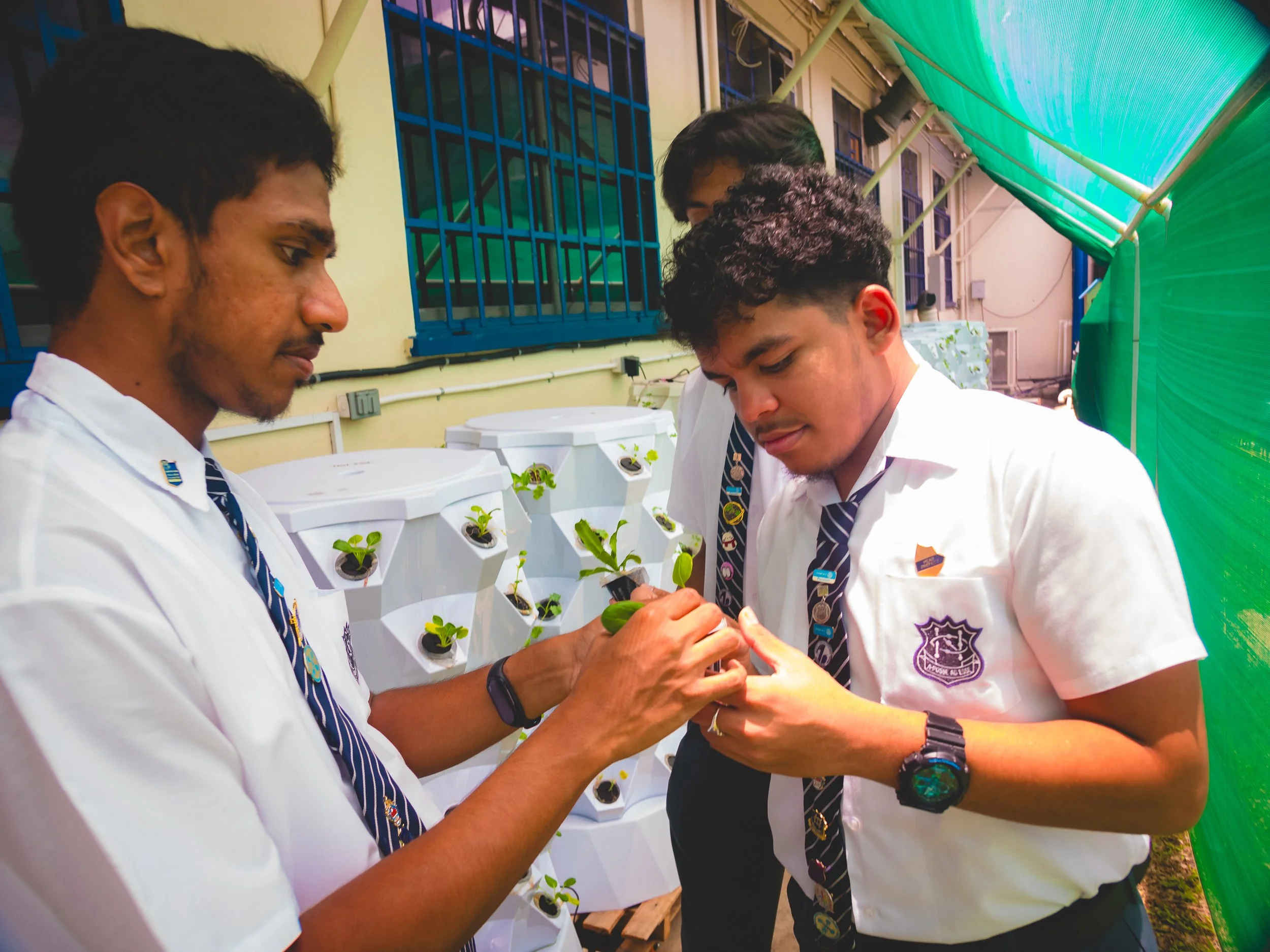 Naparima College students team up to plant seedlings in the school’s solar-powered vertical hydroponic units.