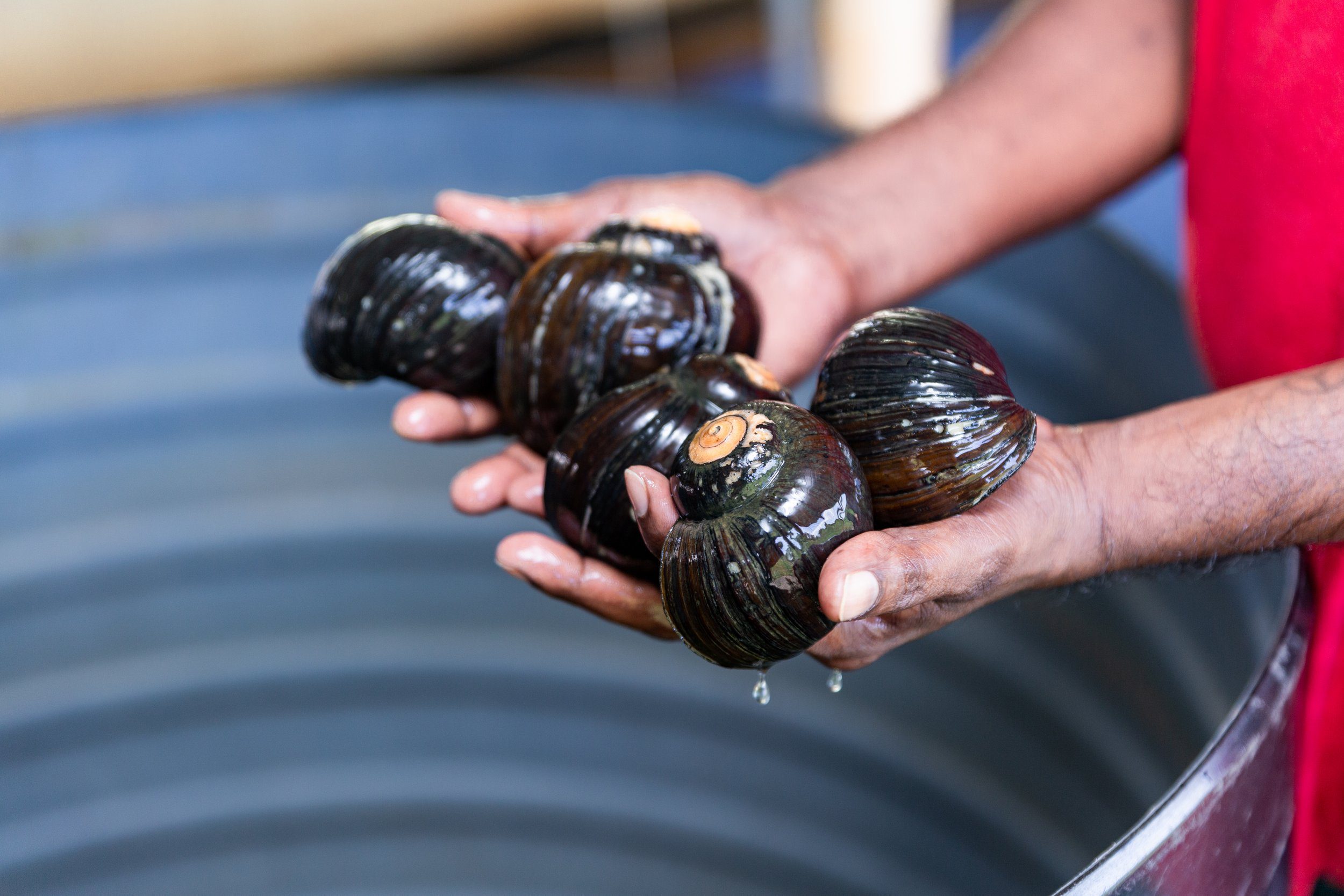 Black conchs farmed at the Sugarcane Feeds Centre (SCF) in Longdenville Trinidad and Tobago, under the support of the EU.