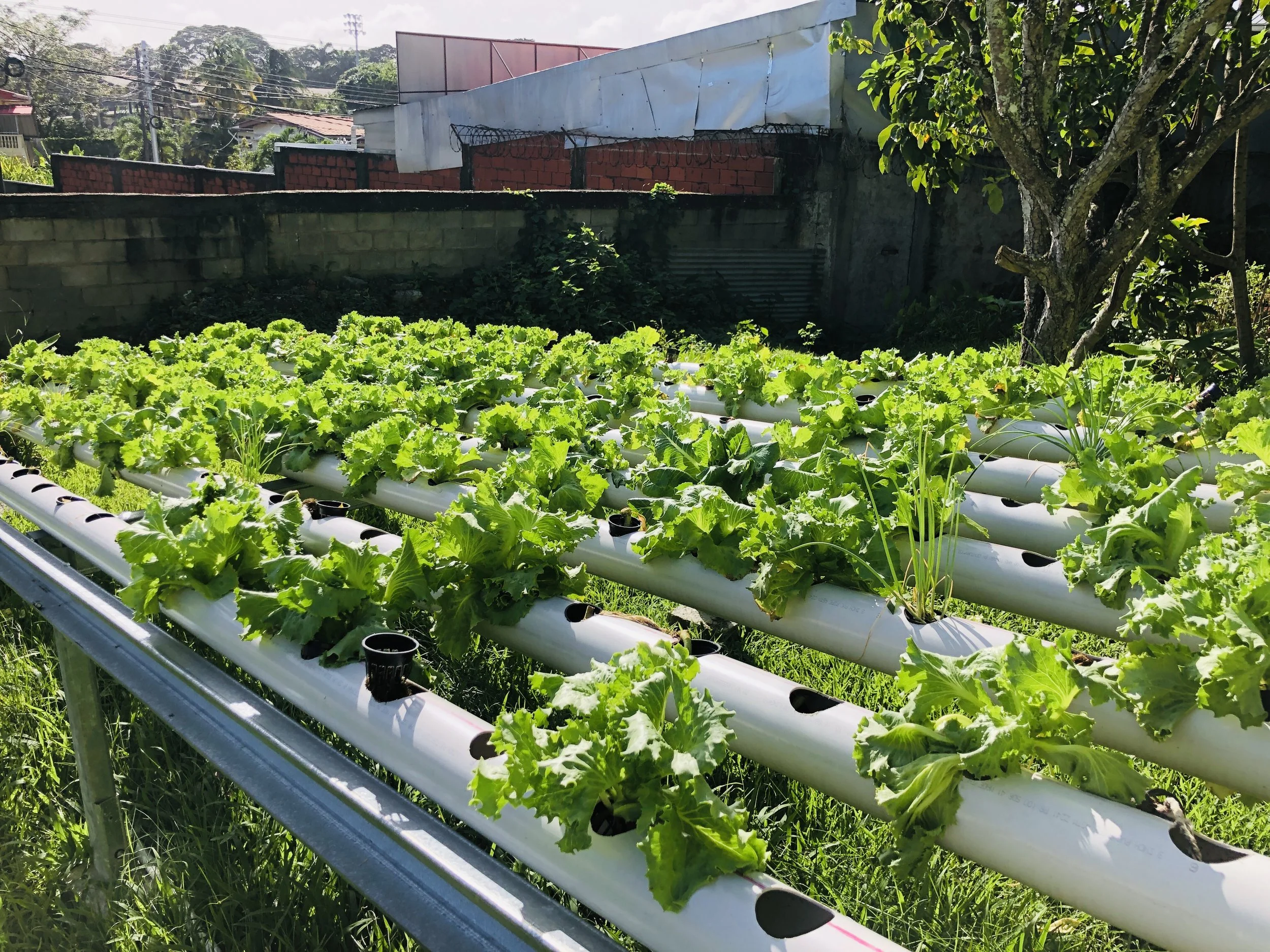 A horizontal hydroponics system installed at Court Shamrock Home for Socially Displaced Men in San Fernando.