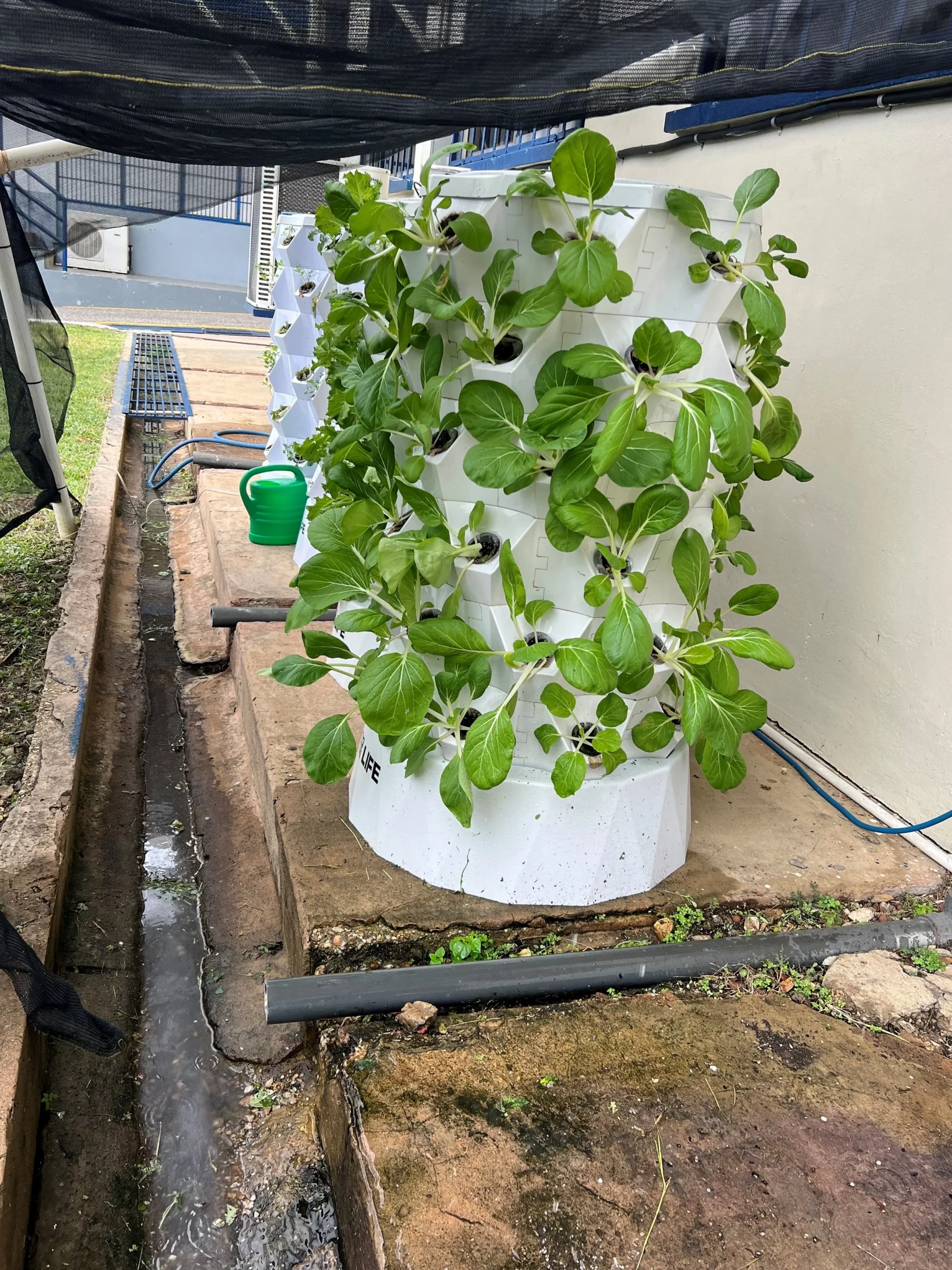  Patchoi growing in a solarponix unit at Naparima College.  